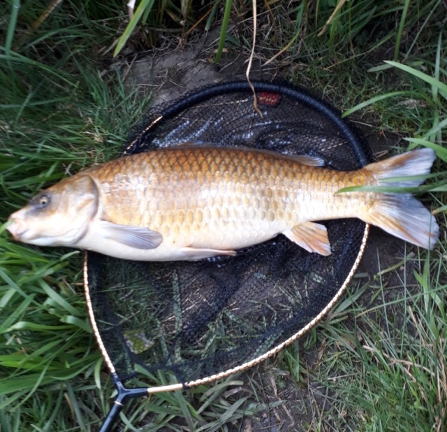 Andy caught this common, circa 20lb on the specimen  pond at Lane Head. 16/9/17