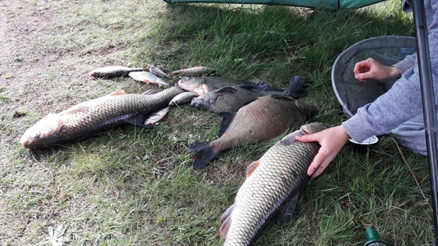 Another great net of Bream, roach & big chub caught on maggot by Cain at Birch Hill.  21/05/17