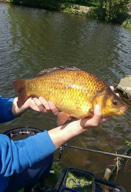 A stunning 4lb 4oz Crucian caught by Jimmy at Lane Head. Jimmy used paste in peg 12. 23/05/17